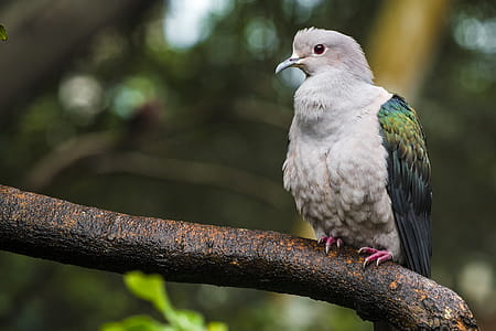 Beige and Green Short-beak Bird Perched on Trunk thumbnail