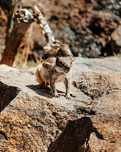 Squirrel on Rock thumbnail