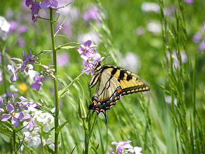 selective focus photo of butterfly thumbnail