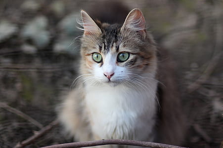 selective focus photography of white and gray cat thumbnail