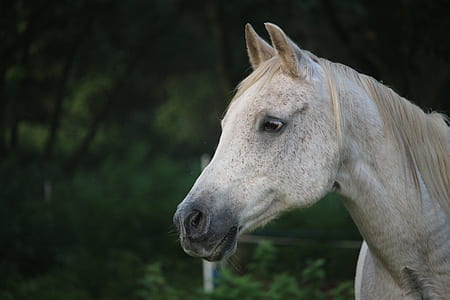 gray horse during daytime thumbnail