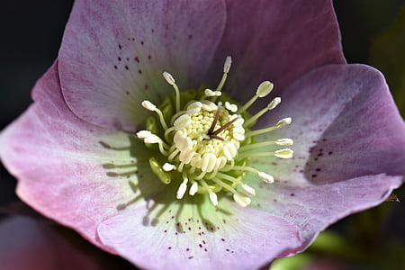 selective focus photography of purple flower thumbnail