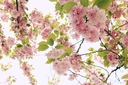 pink tree blossoms at daytime thumbnail