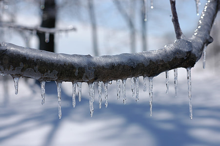 icicles on tress branch during snow weather thumbnail