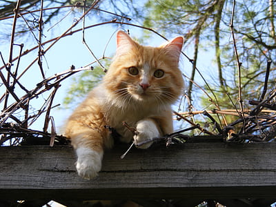 Low Angle Portrait of Cat on Tree Against Sky thumbnail