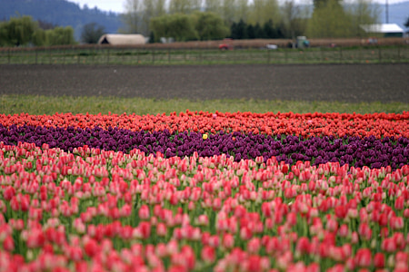 shallow focus photography of red and purple tulip flower field thumbnail