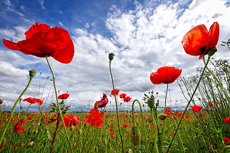 selective focus photography of red poppy flowers thumbnail