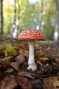 macro shot photo of red and white mushroom thumbnail