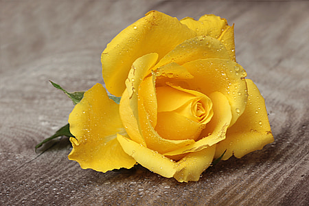 yellow petaled flower thumbnail