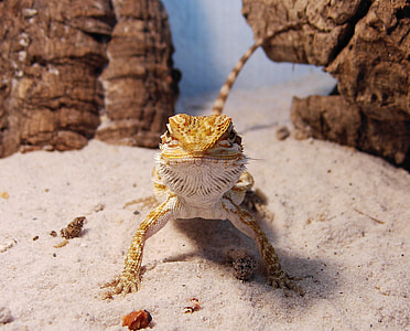 Bearded Dragon, Reptile thumbnail