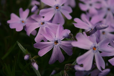 selective photography of pink petaled flower thumbnail