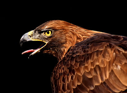 focus photo of hawk thumbnail