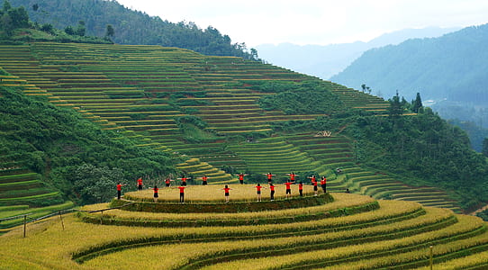 aerial photography of rice terraces thumbnail