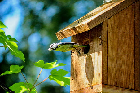 green parakeet on bird box thumbnail
