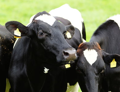 selective focus photography of two cattles thumbnail