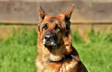 adult black and brown German shepherd thumbnail