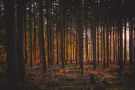 Woodland trees in the forest light thumbnail