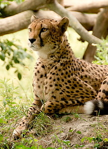 Cheetah lying on ground near tree thumbnail