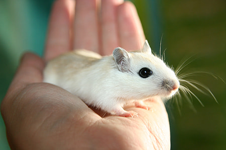 person holding white mouse near wall thumbnail