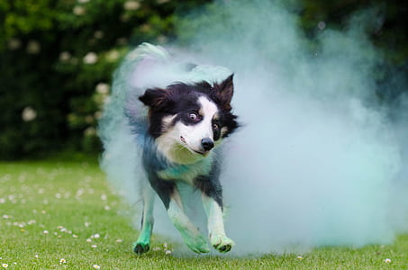 adult black and white border collie thumbnail