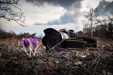 shallow focus photography of black Nikon DSLR camera near purple flowers thumbnail