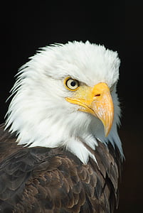focused photo of Bald Eagle thumbnail