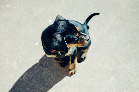 black and tan Rottweiler puppy sitting on gray floor thumbnail