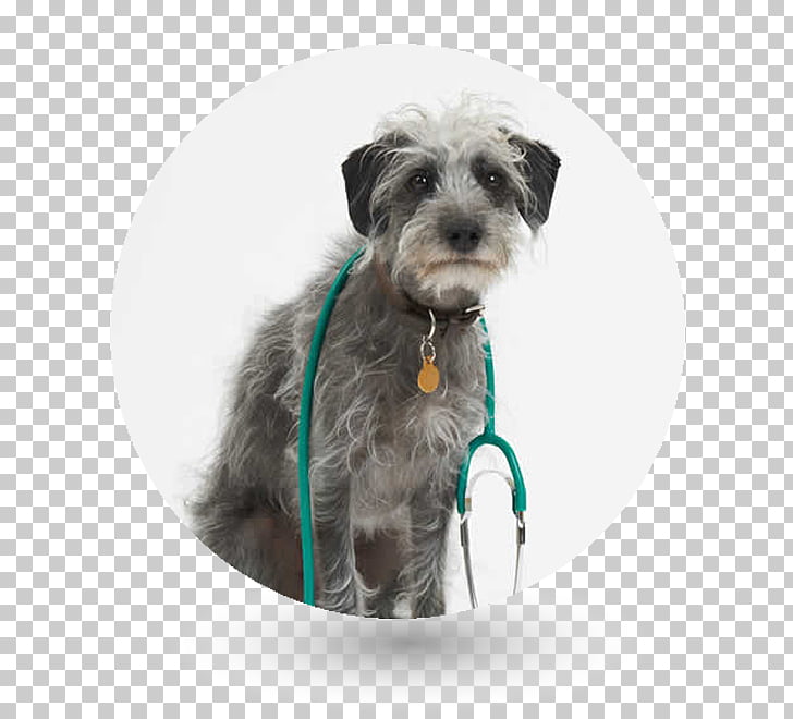 Miniature Schnauzer Lurcher Glen Labrador Retriever Puppy Puppy