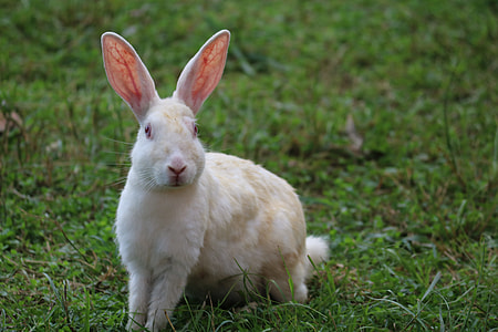 white rabbit thumbnail