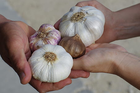 person holding bulb garlic and onion thumbnail