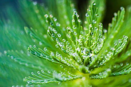 Water Droplets on Green Leaf Plant thumbnail
