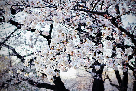 shallow photography of white cheery blossom tree thumbnail
