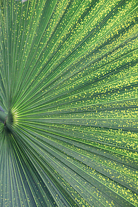 green, potted plant, palm leaf, plant, palm fronds, palm thumbnail