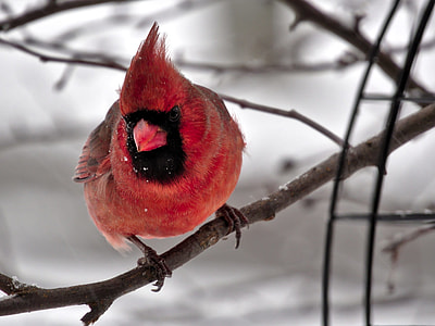 tilt shift photography of red Bird on Tree branch thumbnail