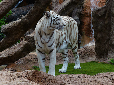 shallow focus photography of white tiger thumbnail