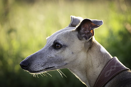 focus photo of short-coated brown and grey dog during daytime thumbnail