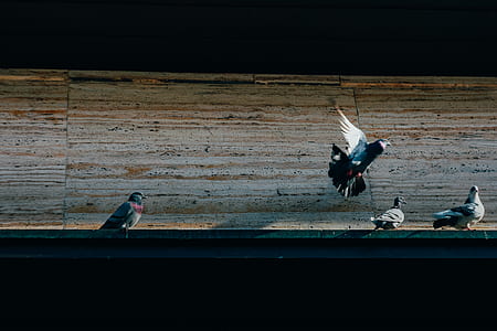 white and gray pigeons on the side of the road thumbnail