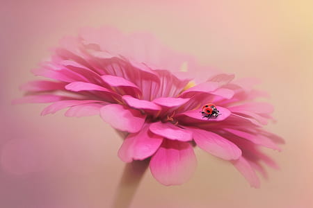 red ladybird beetle perching on flower wallpaper thumbnail