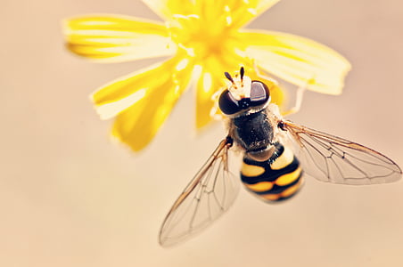 yellow wasp on yellow petaled flower thumbnail