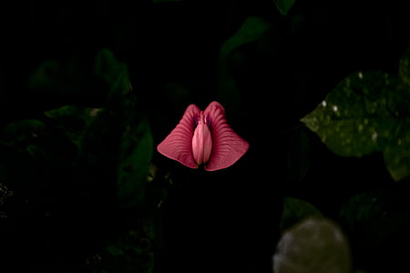 selective focus photography of pink flower thumbnail