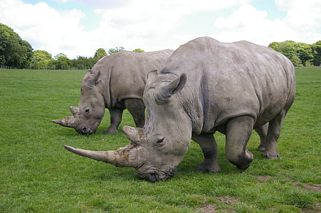 two gray white rhino's thumbnail