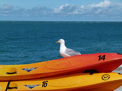 white bird on orange kayak thumbnail