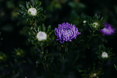 Purple Chrysanthemum Flowers in Close-up Photo thumbnail