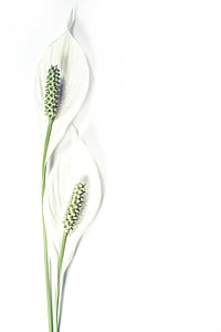two white lace leafs thumbnail