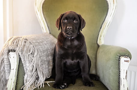 chocolate Labrador retriever puppy on white and gray wooden sofa armchair thumbnail