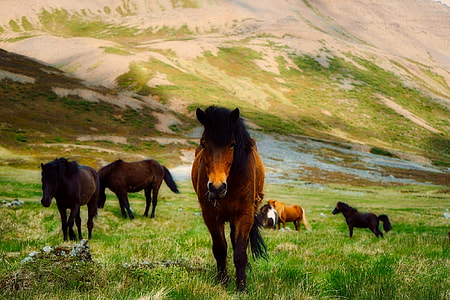 horses grazing on grass field during daytime thumbnail