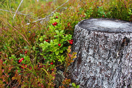 red round fruits beside tree trunk thumbnail