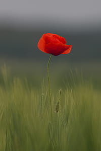 red rose shallow focus photography thumbnail