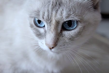 short-fur white and gray cat thumbnail