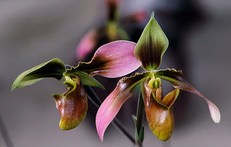 Brown, Pink, and Green Flowers thumbnail